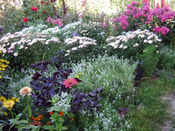 stock image A large flowerbed with colorful flowers of different varieties, species and colors in a city park. Floral botanical diversity