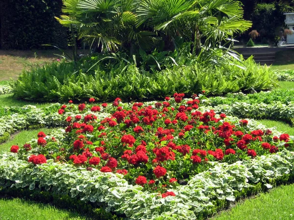 公园里 红色天蓝色的花在装饰花坛上 四周环绕着叶子 明亮的夏季自然背景 — 图库照片