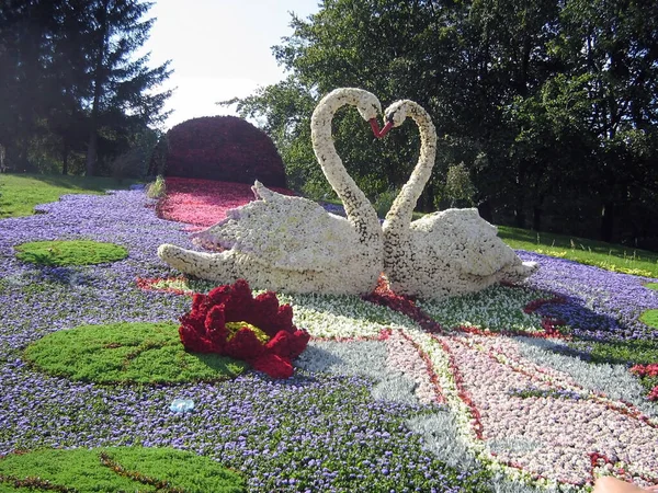 在一个装饰华丽的花坛上 公园里的花朵上 有几只白天鹅的身影 明亮的夏季自然背景 — 图库照片