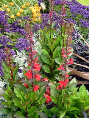 Çeşitli parlak çiçek ve yapraklardan oluşan dekoratif bir çiçek yatağı. Alanın peyzaj tasarımı ve yeşillenmesi