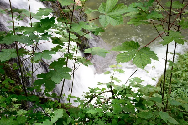 Кущем Листям Знаходиться Струмок Водоспаду Розмитому Тлі Природний Фон Навколишнього — стокове фото