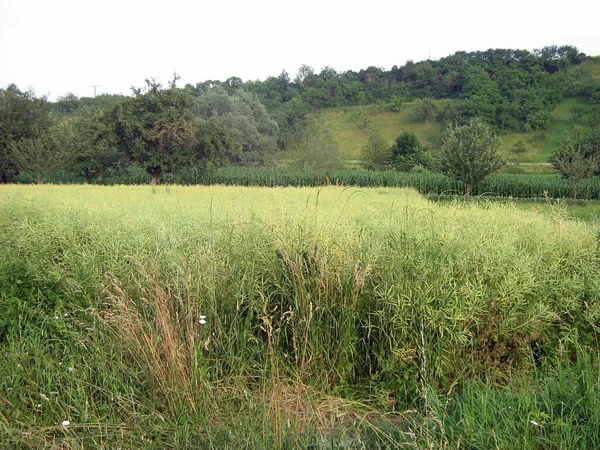 木のプランテーションと丘の中腹の前で緑の草の過剰成長 環境の緑化 — ストック写真