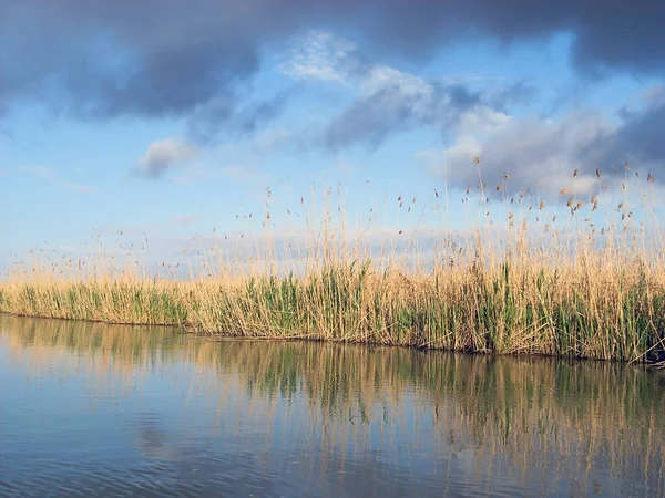 雲と青い空の背景に穏やかな川のほとりに緑の葦の茂み — ストック写真