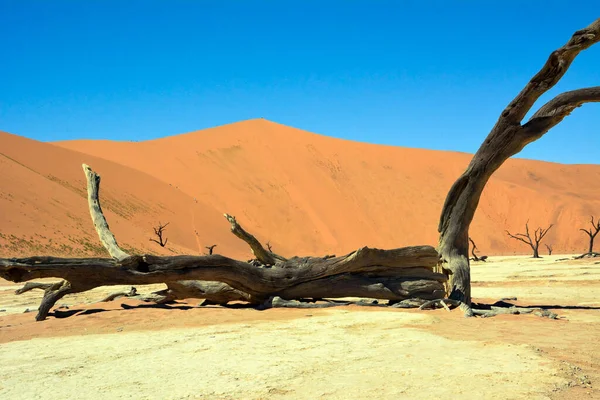 Een Enorme Gedroogde Boomstam Ligt Het Zand Woestijn Achter Hem — Stockfoto