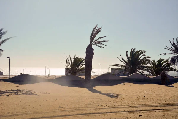 ヤシの木の列と海岸近くの建物の上に砂と風が吹く 明るい太陽と砂漠の風景 — ストック写真