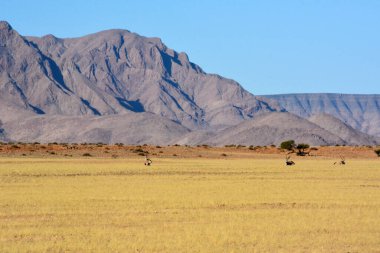 Antiloplar Namibya, Afrika 'da çöldeki kuru çimlerin üzerinde uzanır. Dağların ve mavi gökyüzünün arka planına karşı. Uzaktan bak, vahşi doğa