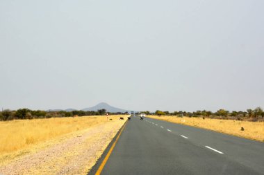 Birçok maymun uzun bir yolda arabaların önünde çöl manzarası perspektifinde koşar. Uzaktaki küçük dağlar. Resimli turist rotası