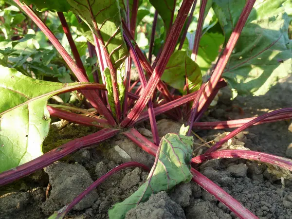 地面の近くで成長している熟したビートルート野菜の葉と茎 村の農業 — ストック写真