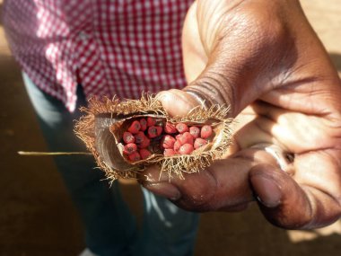 İnsan eli Annatto bitkisini gösteriyor. Bitki doğal bir gıda boyası ve baharat olarak kullanılır. Yakın çekim görünümü.