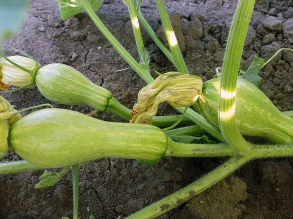 緑のズッキーニの野菜はベッドの上で地面に成長し 熟します 野菜農業の将来の収穫 — ストック写真
