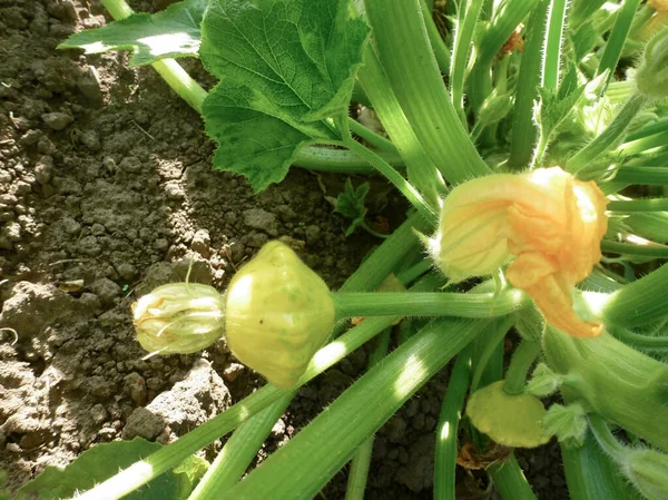 Yeşil Kabak Sebzeleri Bir Yatakta Büyür Olgunlaşır Gelecekteki Sebze Tarımının — Stok fotoğraf