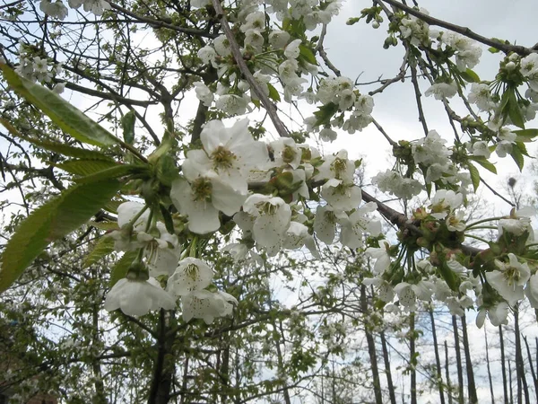 Bujny Kwiat Jabłoni Wieloma Białymi Kwiatami Widok Spod Drzew Tle — Zdjęcie stockowe