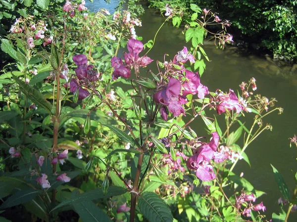 无花药的花是粉红色的 有绿色的茎和叶子 夏天的环境 背景很模糊 — 图库照片