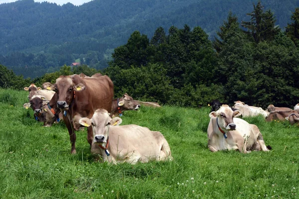 Brown Beige Cows Graze Grassy Green Pasture Forested Mountainside Picturesque — Stock Photo, Image