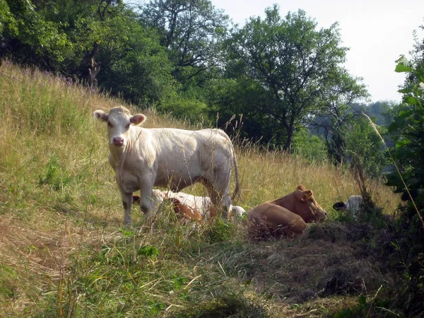 Touros Jovens Vacas Pastam Pasto Verde Gramado Perto Uma Encosta — Fotografia de Stock