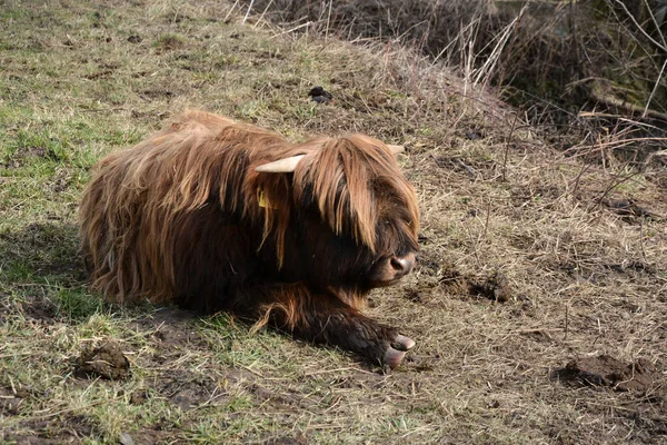 牧草地の草の上に毛むくじゃらの茶色の牛が寝そべっている — ストック写真