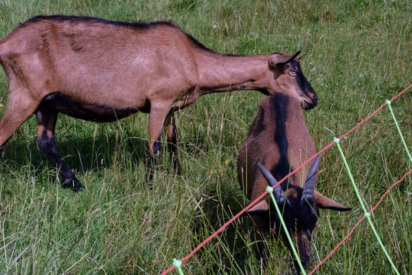 フェンスの後ろの草の上の牧草地で2匹の国産黒ヤギの放牧 — ストック写真
