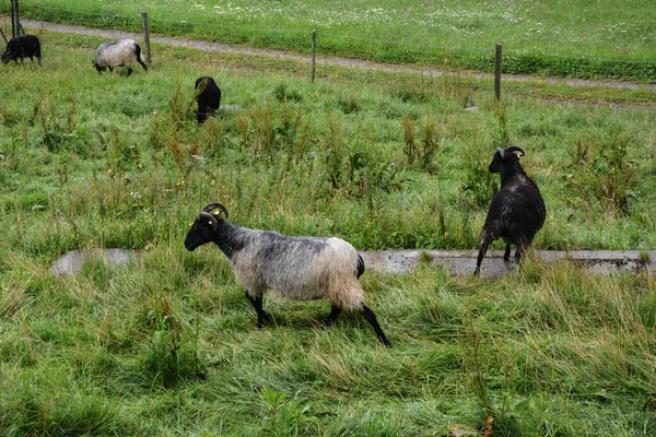柵の後ろの緑の芝生の牧草地でいくつかの国内ヤギの放牧 — ストック写真