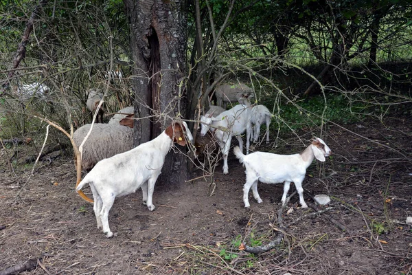 Várias Cabras Domésticas Cores Diferentes Pastam Sob Uma Árvore Parque — Fotografia de Stock