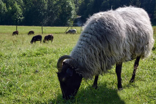 牧場で角のある国産ヤギが放牧され 草を食べる 背景にはもう少しヤギが放牧されています — ストック写真