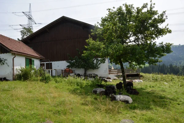一群家养的羊躺在村楼附近的一棵树下 躺在草地上 — 图库照片