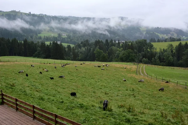 一群家养的羊在篱笆后面的山上牧场吃草 背景是雾中的群山 — 图库照片