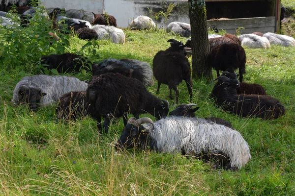 牧草地の緑の草の上に日陰の木の下に家畜の羊の群れが横たわっていた — ストック写真