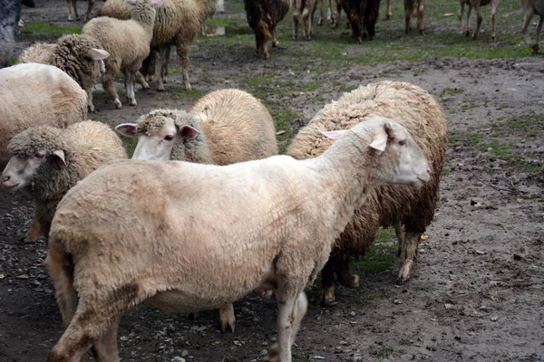 国内の羊の群れが泥だらけの牧草地を歩く ビューを閉じる — ストック写真
