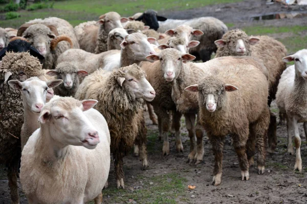 Gregge Pecore Domestiche Cammina Pascolo Fangoso Vista Vicino — Foto Stock