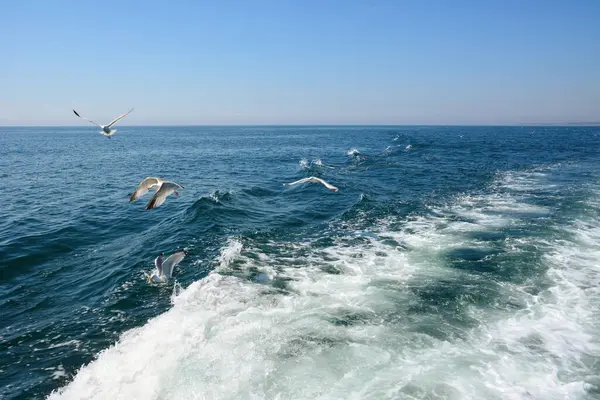 Seagull Birds Fly Foamy Blue Sea Waves Ship — Stock Photo, Image