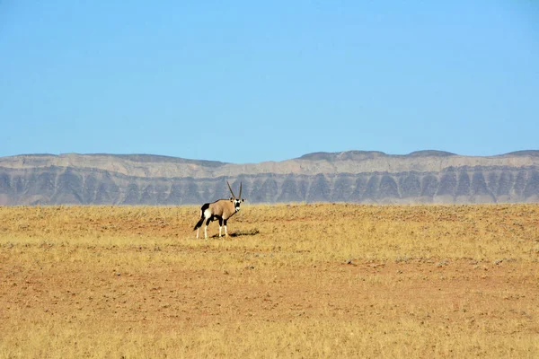 Osamělá Antilopa Pasoucí Africké Poušti Namibii Pozadí Vzdálených Hor Modré — Stock fotografie