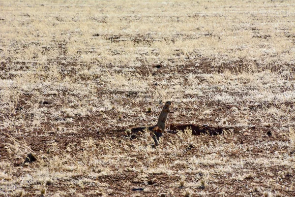 一只孤零零的猪站在田里靠近他的地洞 后腿上长着干草 小心翼翼地环顾四周 — 图库照片