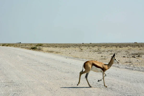 Ensam Gasell Korsar Väg Etosha Nationalpark Namibia Mot Bakgrund Berg — Stockfoto