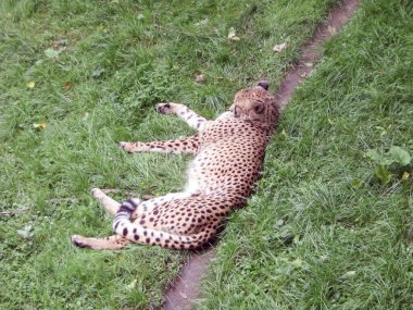 Yeşil çimlerin üzerinde bir çita yatar ve dinlenir. Yukarıdan görüntüle