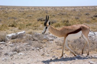 Namibya 'daki Etosha Ulusal Parkı' nda genç bir antilop yürüyor. Afrika 'nın vahşi doğası