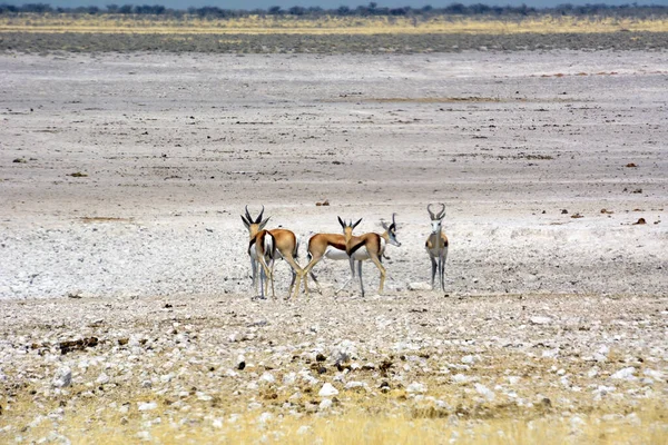 Flera Unga Springbok Antiloper Kurade Ihop Sig Savannen Etosha Nationalpark — Stockfoto