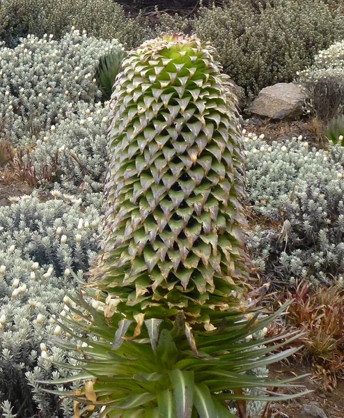 アフリカのタンザニアにあるキリマンジャロ山の巨大なロベリア植物の巨大な花 アフリカの伝統的な植物 — ストック写真