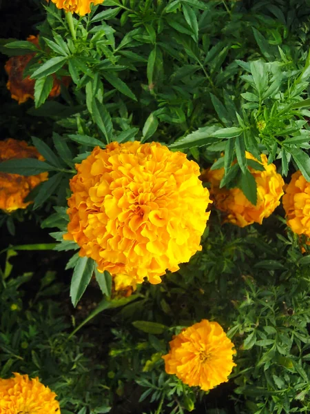 Flores Brilhantes Calêndulas Amarelas Contexto Folhas Verdes Vista Cima — Fotografia de Stock