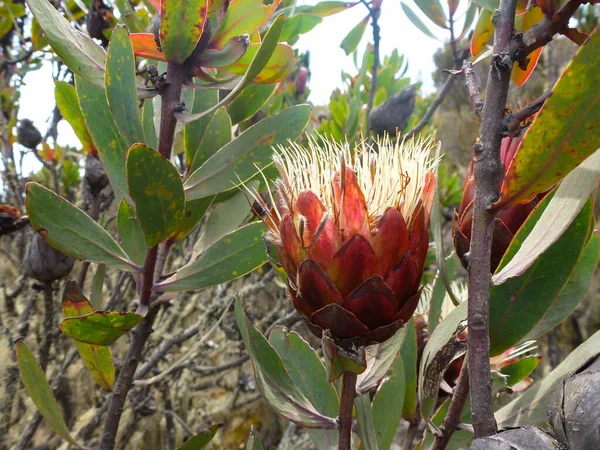 Крупный План Цветка Гигантского Растения Протея Листьев Национальный Цветок Южно — стоковое фото