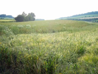 Tepenin üzerinde çeşitli otlar ve bitkilerle dolu yeşil bir çayır. Ufukta orman ağaçları görünüyor.