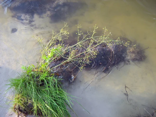 河边湿漉漉的土堆上长着一丛绿草 从上面看 — 图库照片