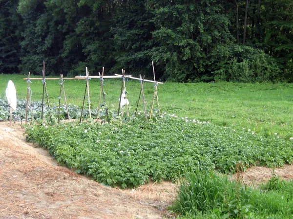 Köydeki Tarımsal Çiftlik Bahçesinde Patates Çalıları Yetişiyor Salatalıklar Desteklerin Arkasında — Stok fotoğraf