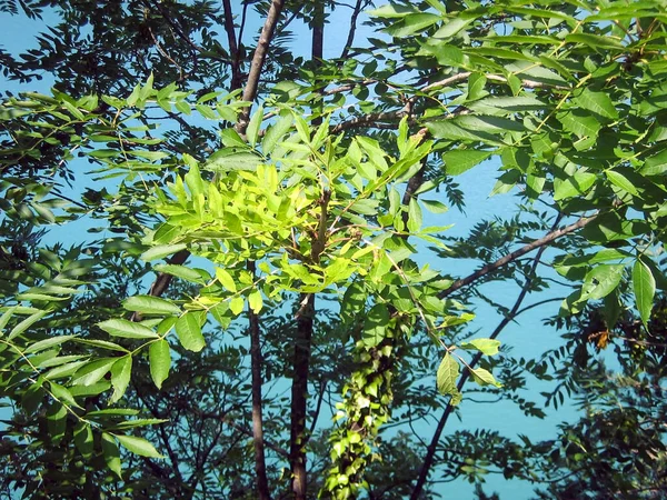 Бирюзовая Поверхность Моря Видна Сквозь Зеленые Листья Ветви Дерева Естественный — стоковое фото