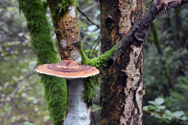 Παρασιτικό Μανιτάρι Fomitopsis Φυτρώνει Έναν Κορμό Δέντρου Στο Δάσος Επιλεκτική — Φωτογραφία Αρχείου