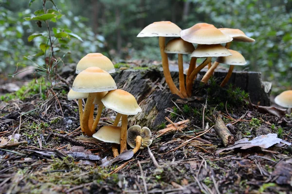 Giftige Pilze Wachsen Nach Regen Auf Einem Baumstumpf Wald Selektiver — Stockfoto