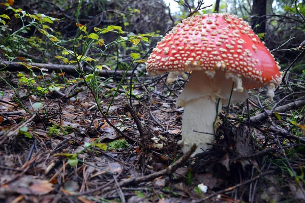 Cogumelo Amanita Venenoso Cresce Floresta Depois Que Chuva Umedece Chão — Fotografia de Stock