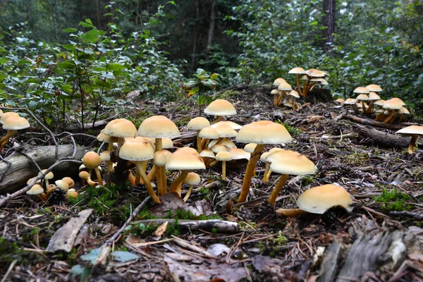 Uma Casa Cogumelos Com Cogumelos Amarelos Venenosos Cresce Floresta Após — Fotografia de Stock