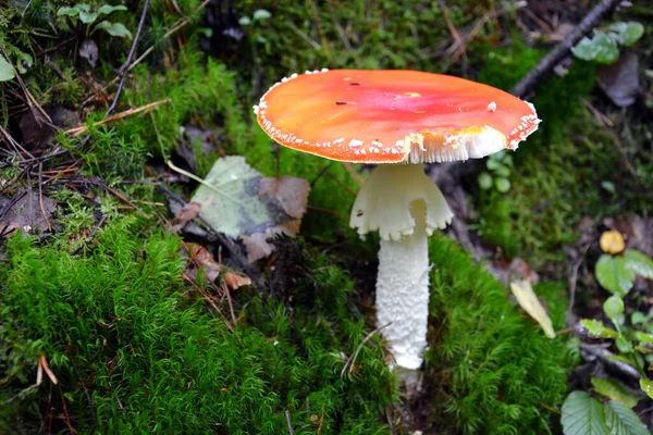 Een Eenzame Giftige Paddestoel Groeit Het Bos Regen Het Mos — Stockfoto