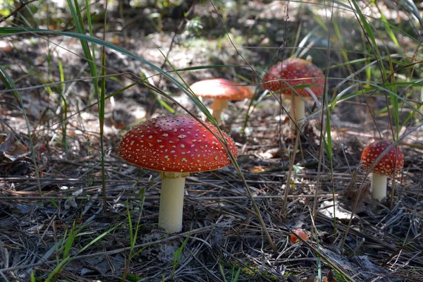 Cogumelos Toadstool Vermelhos Manchados Crescem Floresta Grama Sombra Foco Seletivo — Fotografia de Stock