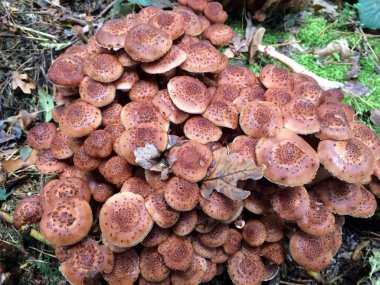Ağaçtan sonra tilkinin yanında büyüyen kırılgan sarı mantarlı bir fidanlıktaki hayvan görüntüsü. Vibirkovy odak ve gül arkaplanı